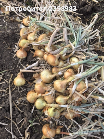 Градински Лук