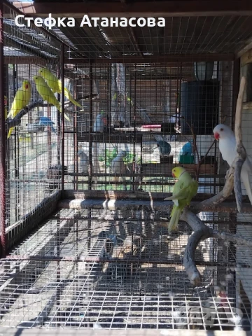 Малки Александри, снимка 7 - Папагали - 50990222
