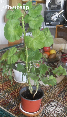 Продавам цвете "МУШКАТО"