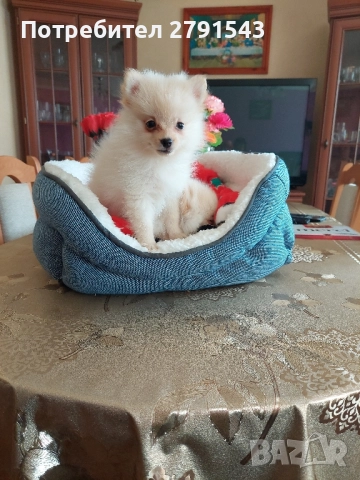 померан померанчета момичета, снимка 5 - Померан - 51604948