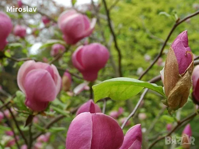 Магнолия Леней  (НОВО!!!) 100/120см, снимка 4 - Градински цветя и растения - 50374220