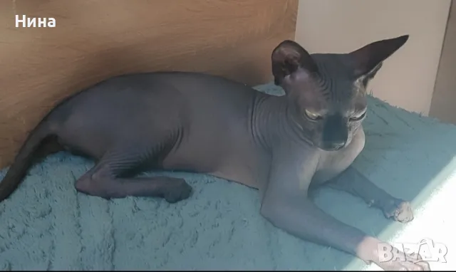 ЧИСТОКРЪВНИ КАНАДСКИ СФИНКСОВЕ, снимка 1