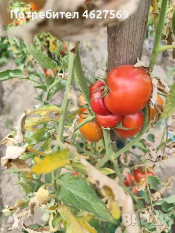 Продавам домашни градински домати , снимка 6 - Домашни продукти - 55804930