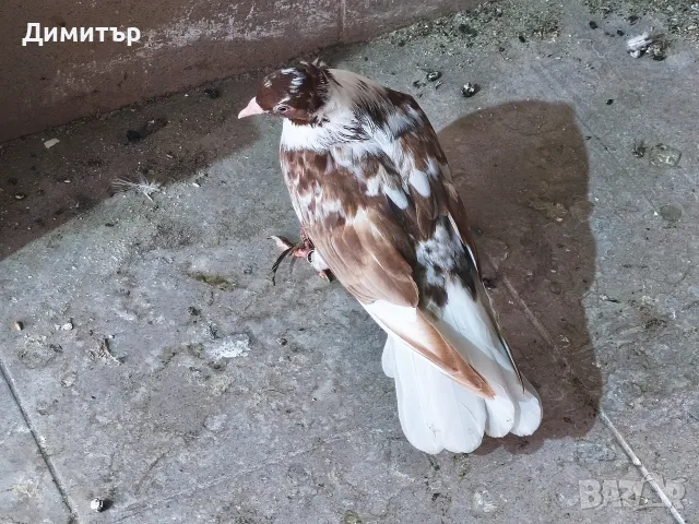 Чилести ( паламарски) гълъби , снимка 2 - Гълъби - 55896329
