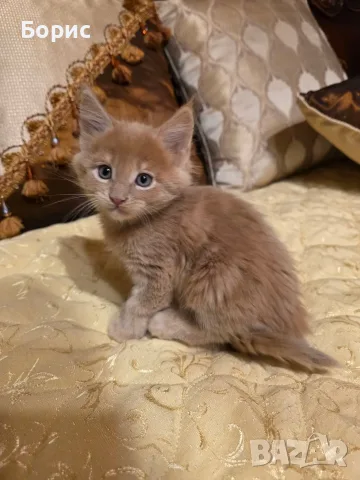 Мейн куун котета, снимка 4 - Мейн кун - 56403645