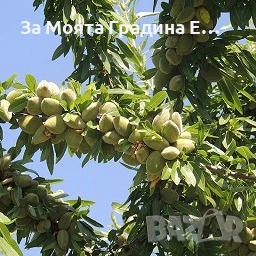 Бадем , снимка 5 - Градински цветя и растения - 53618176