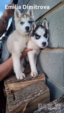 продавам кучета хъскита , снимка 6 - Хъски - 53786479