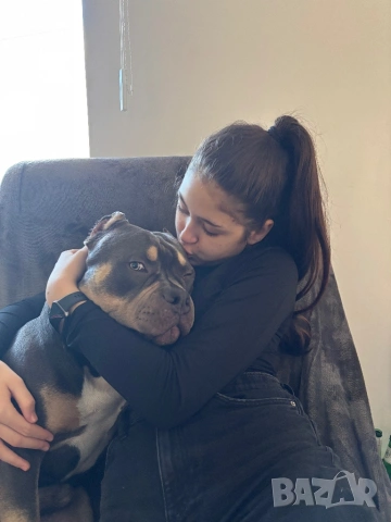 Американско Були , снимка 11 - Други - 52643138