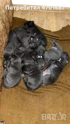 Бебета Кане Корсо, снимка 2 - Кане корсо - 53012158