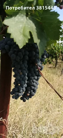 Винено грозде от производител, снимка 2 - Други - 55802791