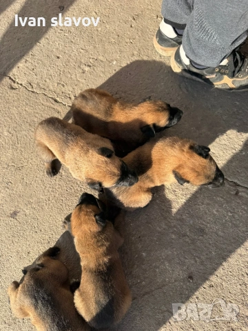 Белгийски овчарки малиноа , снимка 4 - Белгийска овчарка - 53033372