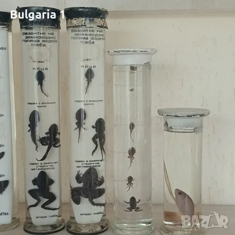 консервирани препарирани влечуги в стъкло, снимка 3 - Други ценни предмети - 55942072