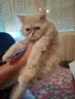 Мъжко персийско котенце , снимка 1