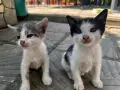 Подарявам малки котенца на 1 месец, снимка 17