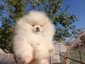 Померан/Померани, снимка 5