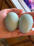 Предлагам разплодни яйца от Легбар, снимка 2