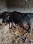 Продавам ялова крава, снимка 3