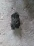 Горивна помпа Mercedes C220 W203 A6110900350 , снимка 2