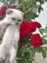 Клепоухи Британчета, снимка 4