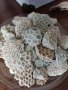 екзотични корали от Малдивите