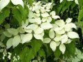 Cornus kousa Chinensis (Китайски дрян), снимка 1