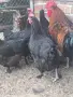 Кокошки черен мед Маран , снимка 1