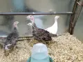 Двумесечни домашни пуйчета , снимка 2