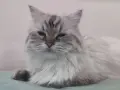 Мъжки котарак за Разплод, снимка 3