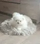 Малтипом момченце, снимка 1