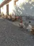 Кокошки носачки , снимка 4