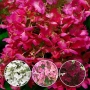 💞🌿☀️ Hydrangea paniculata 'Warm Red' Хортензия метличеста „Warm Red“, снимка 2
