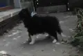 трицветно шелти момиче, снимка 3