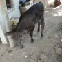 Мъжко Теле Ямбол , снимка 5