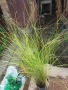 Карекс - Декоративна трева, снимка 8