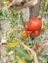 Продавам домашни градински домати , снимка 6