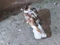 Чилести ( паламарски) гълъби , снимка 2