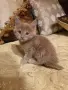 Мейн куун котета, снимка 4