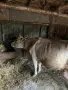 Дойни млади крави, снимка 2