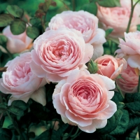 Роза 19, снимка 1 - Градински цветя и растения - 36092056