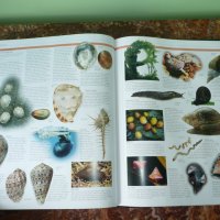 Животни. Animal: The Definitive Visual Guide, снимка 13 - Енциклопедии, справочници - 42162592