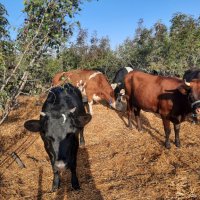 Крави и телета , снимка 3 - Крави - 42182647