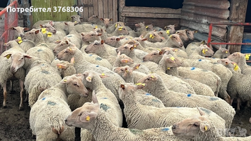 Продавам овце мутон шароле, снимка 1