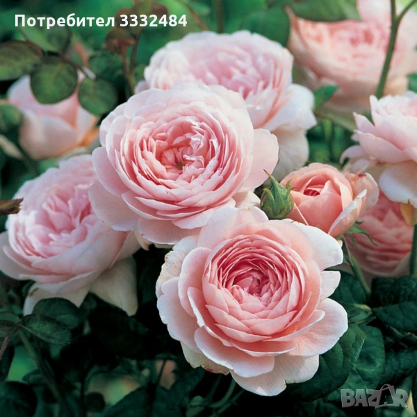Роза 19, снимка 1