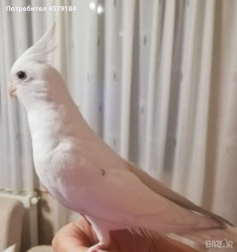 папагал корела бяла , снимка 1