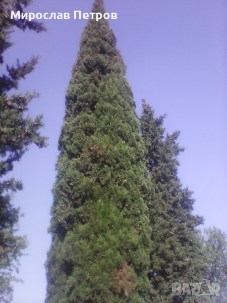 Дърво кипарѝс (Cupressus sempervirens), снимка 1