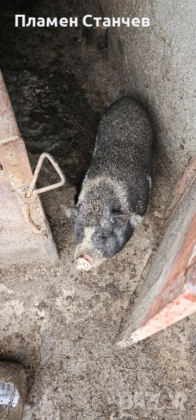 виетнамски прасета, снимка 1