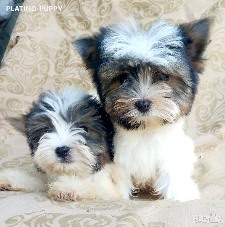 Йорки Бивер, снимка 1