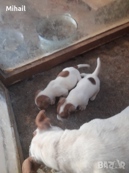 Продавам джак ръсел , снимка 1