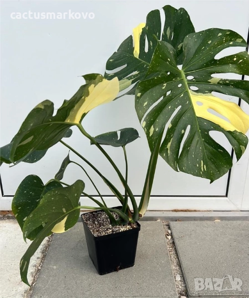 Monstera Thai Constellation, снимка 1