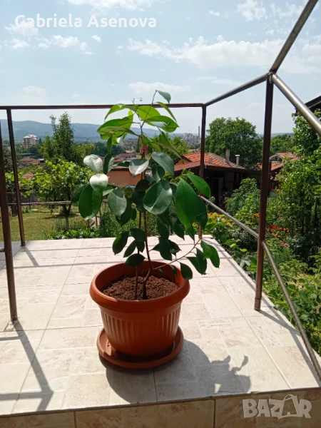 Голямо портокалово цвете, снимка 1